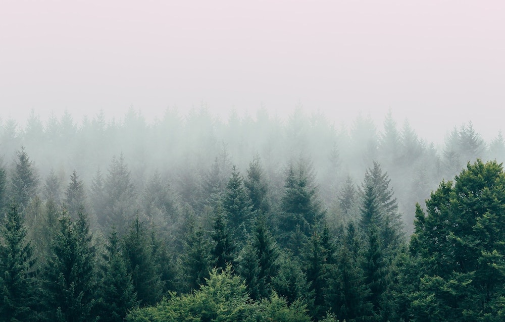 a foggy forest
